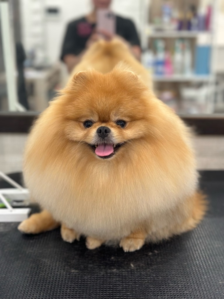 Рудий шпіц має з зовнішньої сторони ока темні стрілки