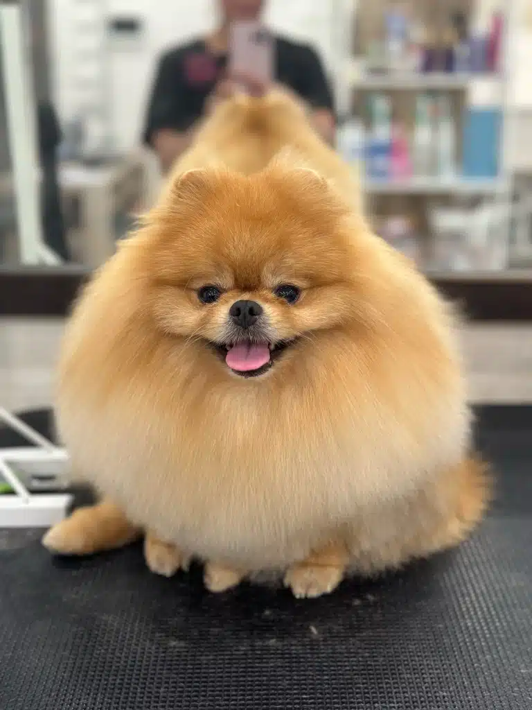 Рудий шпіц має з зовнішньої сторони ока темні стрілки