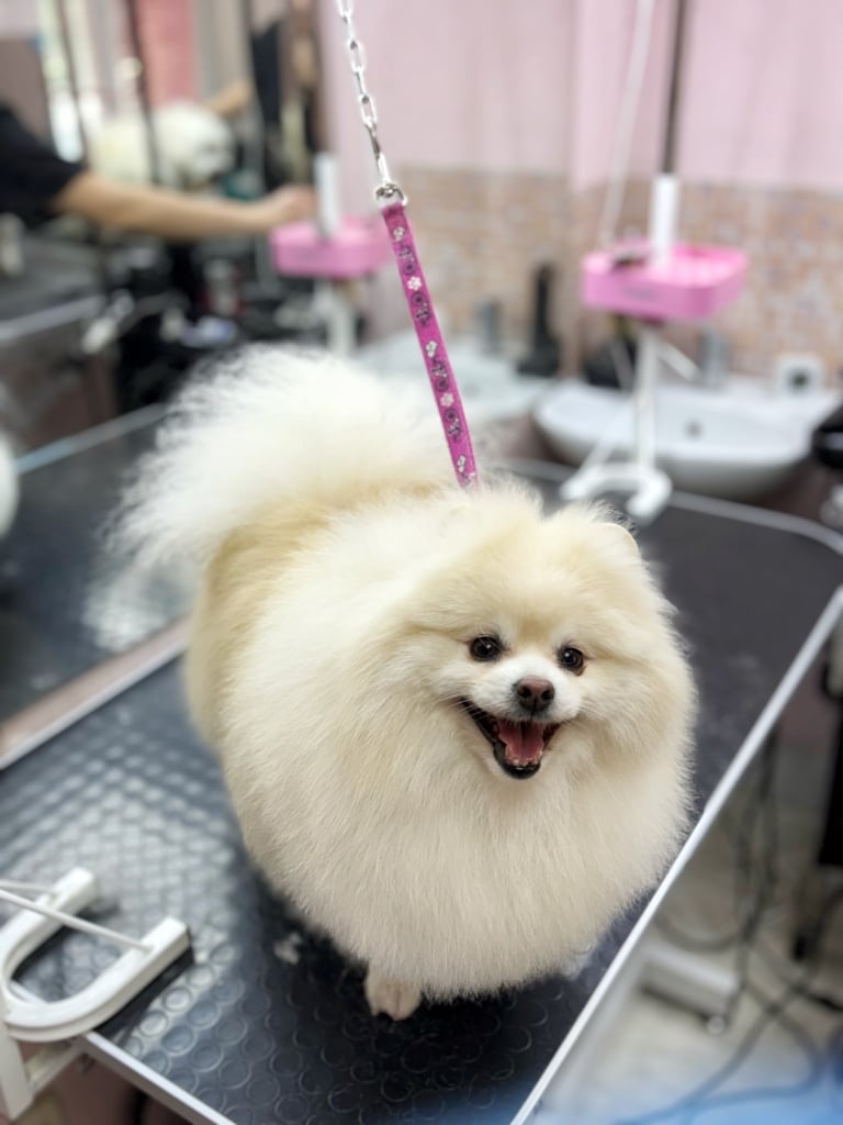 Кремовий шпіц на рожевій ринговці схожий на невагому круглу хмаринку