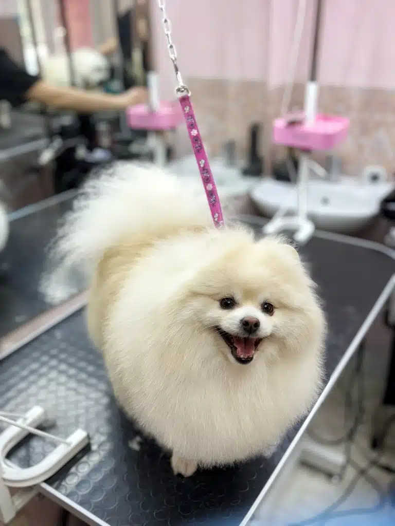 Кремовий шпіц на рожевій ринговці схожий на невагому круглу хмаринку