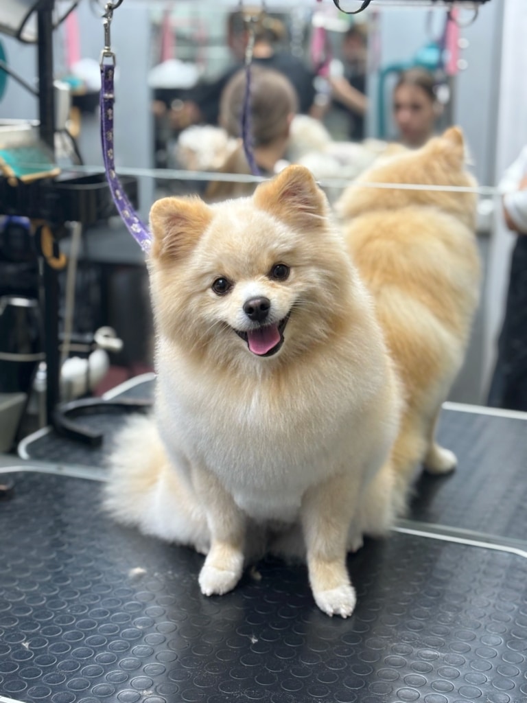 Кремовий шпіц сидить спиною до дзеркала, в якому видно грумера за роботою