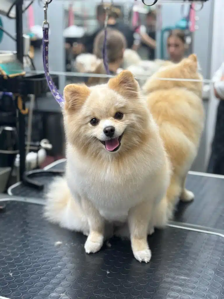 Кремовий шпіц сидить спиною до дзеркала, в якому видно грумера за роботою