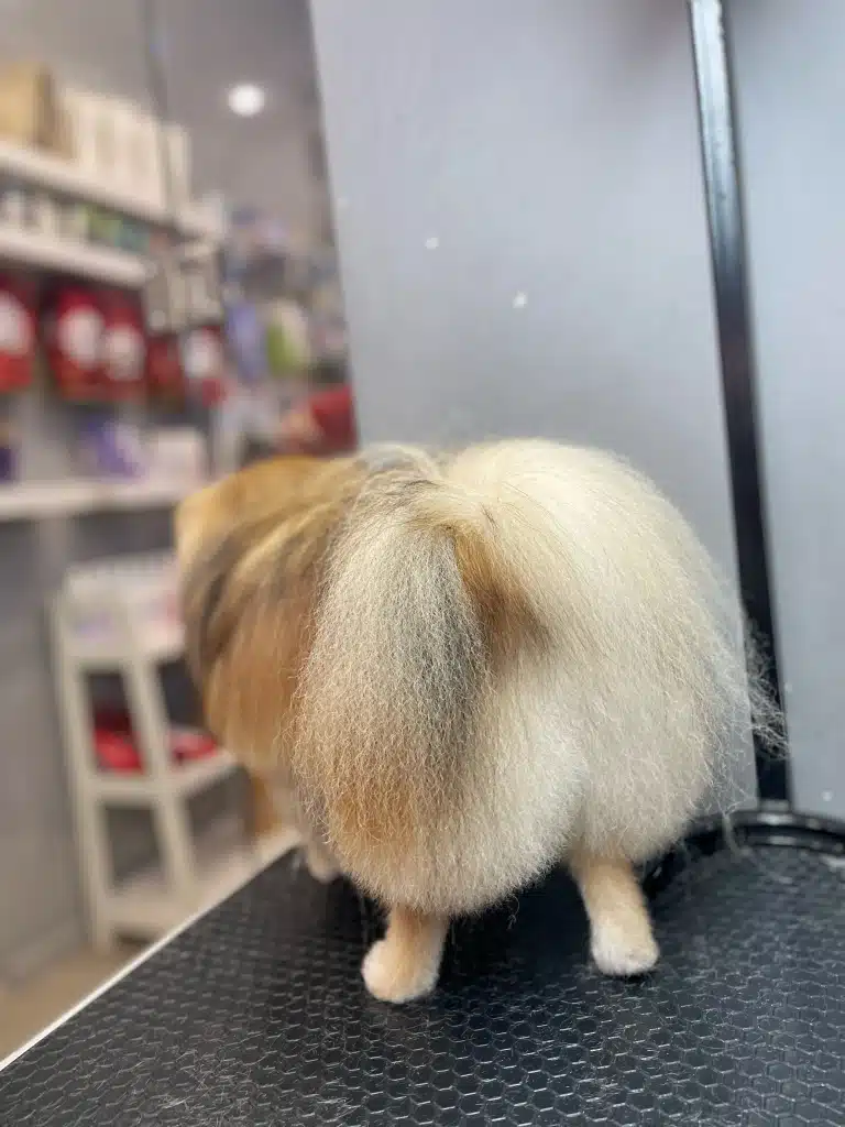 Попа шпіца підстрижена персиком під довгим хвостом