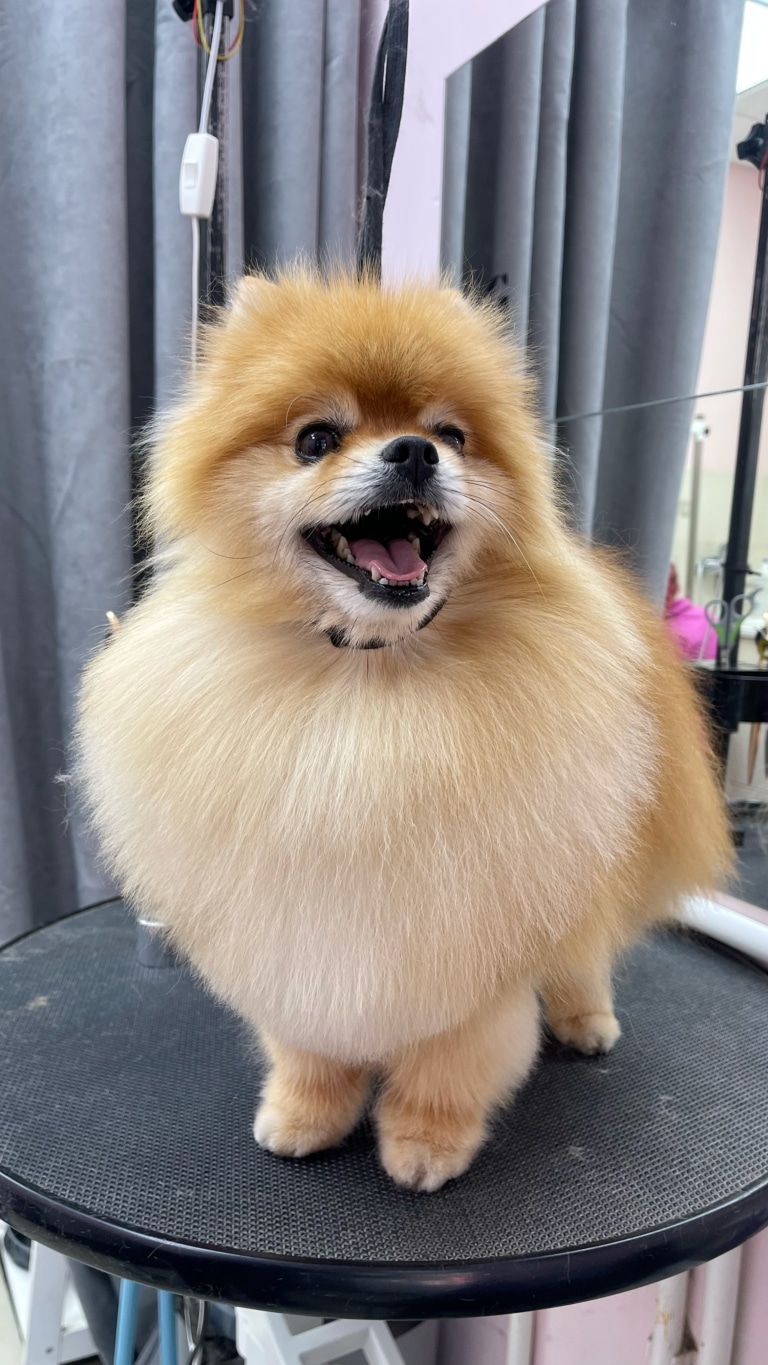 Вдягнена чорна ринговка на шию шпіца стягнула шерсть