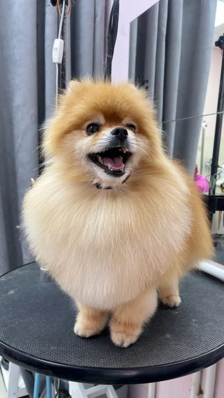 Вдягнена чорна ринговка на шию шпіца стягнула шерсть