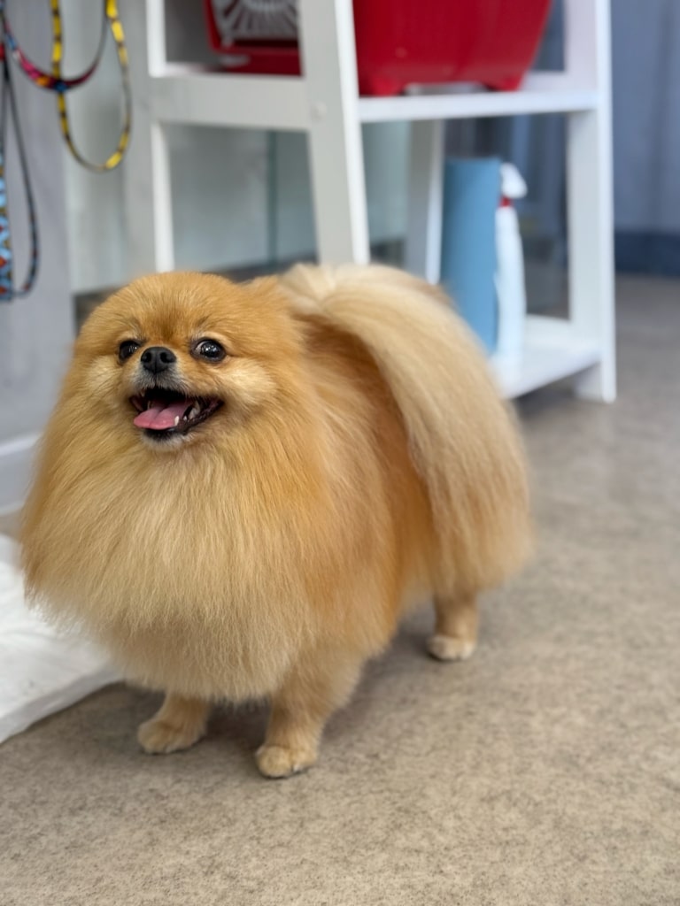 Шерсть на хвості рудого шпіца майже дістає до спіднички, яку стриг грумер