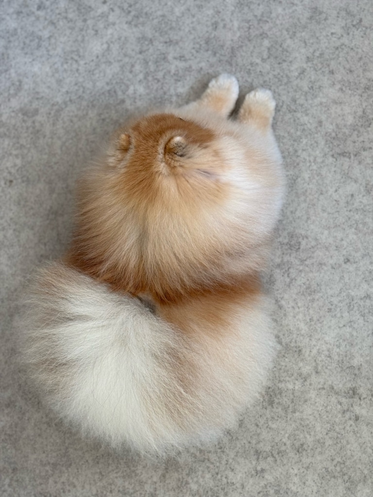 Посередині спини шпіца проглядаються темні смужки шерсті рудого кольору