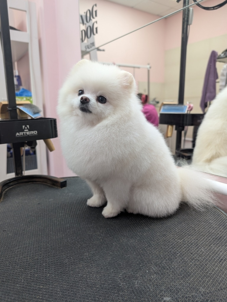 Маленький білий шпіц сумує за власниками після стрижки