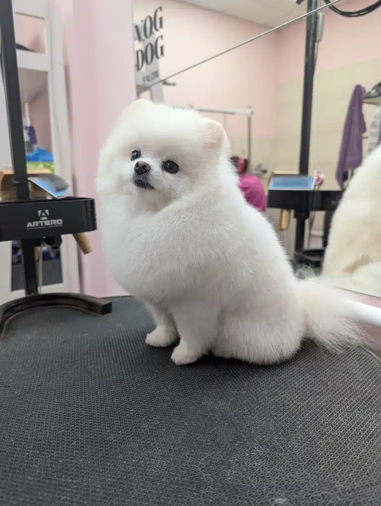 Маленький білий шпіц сумує за власниками після стрижки