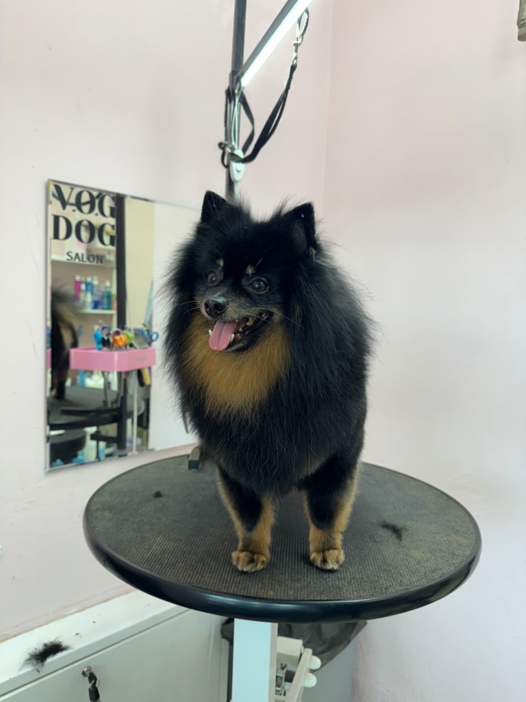 Чорний шпіц з гострими вушками має руді ділянки шерсті на грудці та передніх лапах