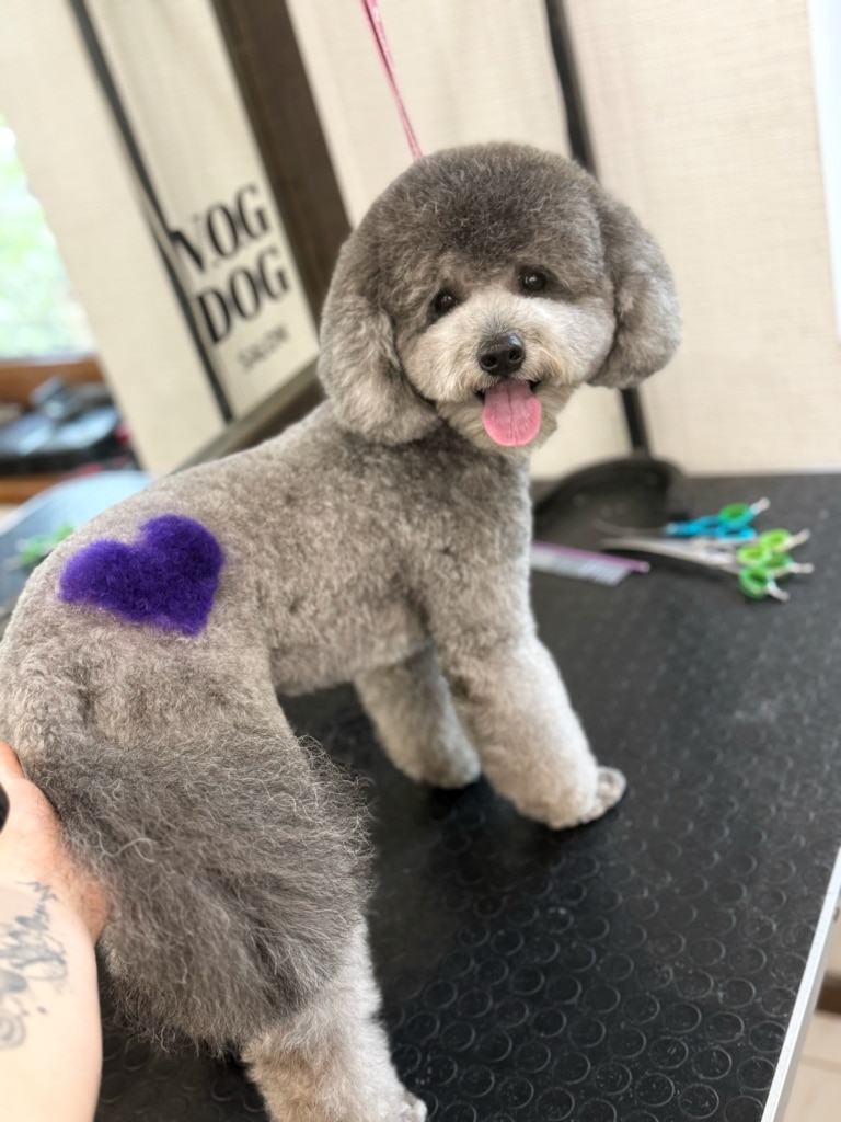 На шерсті сірого кавапу грумер намалював фіолетове серце