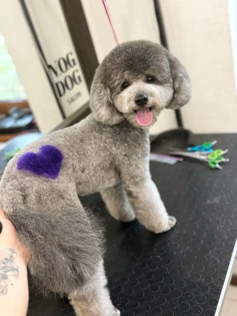 На шерсті сірого кавапу грумер намалював фіолетове серце