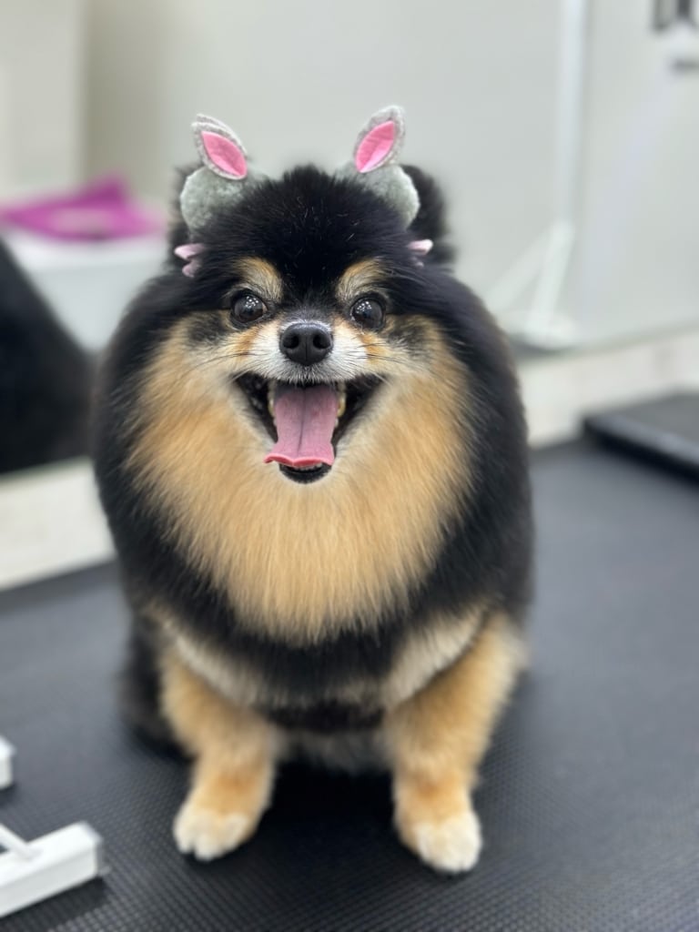 Чорно-рудий шпіц зі шпильками у вигляді сірих кроликів з рожевими вушками