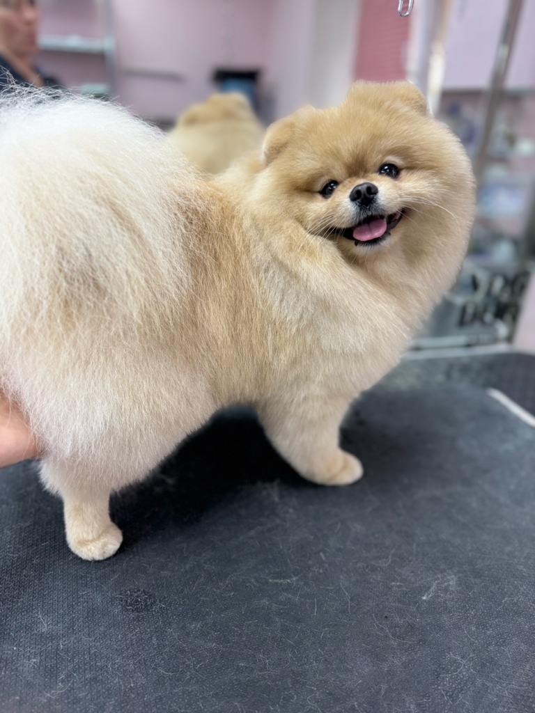 Щасливий шпіц з плюшевою шерстю має шикарного об'ємного хвоста