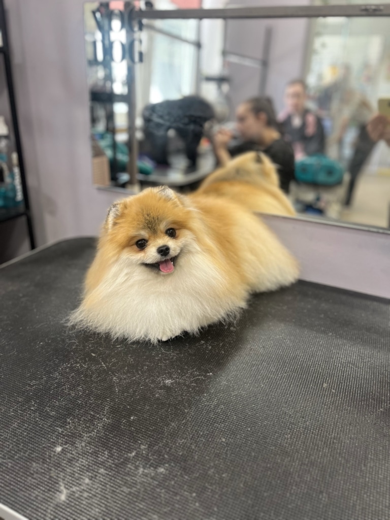 Шпіц після стрижки сховав на столі під шерстю свої лапки