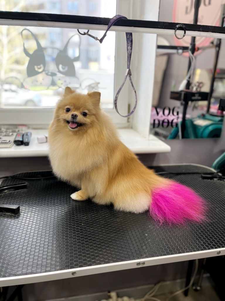 Рудий шпіц з яскравим рожевим хвостом озирається на грумера для гарного фото