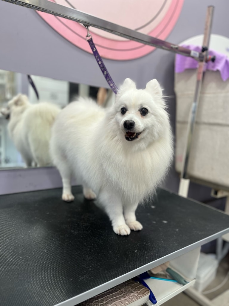 Білий німецький шпіц притулився попою до дзеркала, зафіксований фіолетовою ринговкою