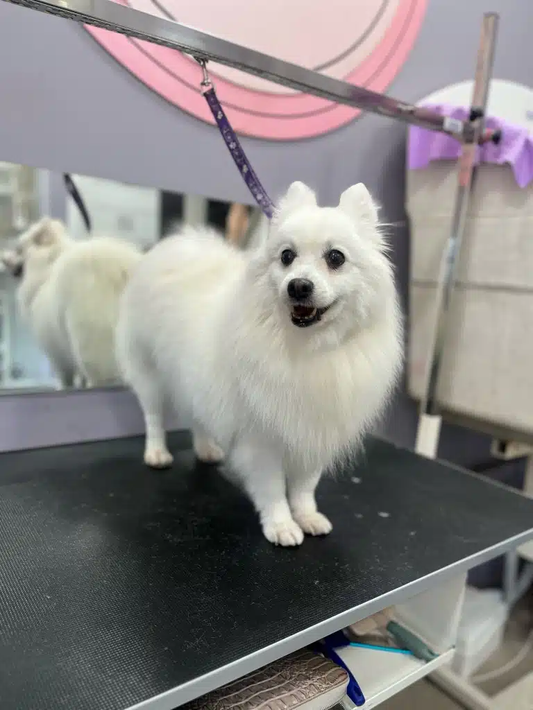 Білий німецький шпіц притулився попою до дзеркала, зафіксований фіолетовою ринговкою