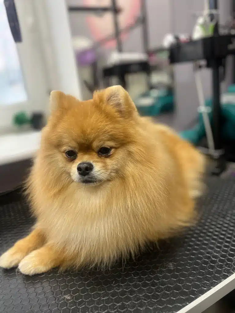 Рудий шпіц лежить на боці з трохи примруженими очима після закінчення грумінгу