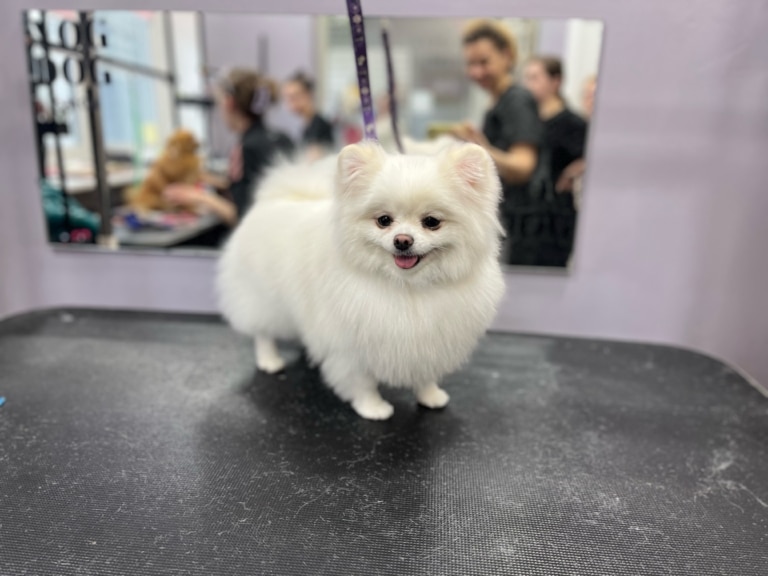 Білий шпіц стоїть на коротких ніжках перед грумером для закріплення перевтілення