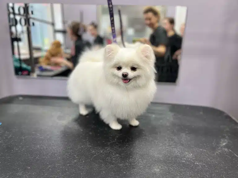 Білий шпіц стоїть на коротких ніжках перед грумером для закріплення перевтілення