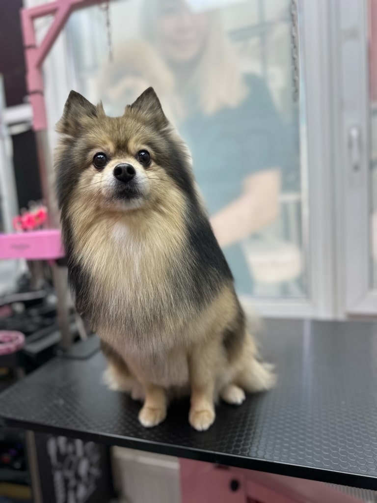 Шпіц з гострими вушками має в забарвленні шерсті чорний, коричневий та білий кольори