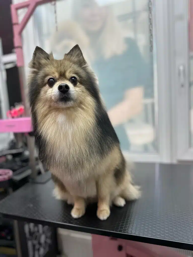 Шпіц з гострими вушками має в забарвленні шерсті чорний, коричневий та білий кольори