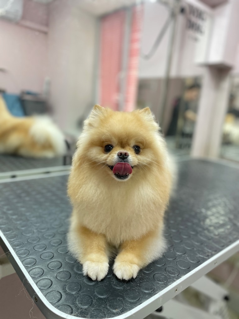 Рудий шпіц має рожевого язика, якого підіймає до носа