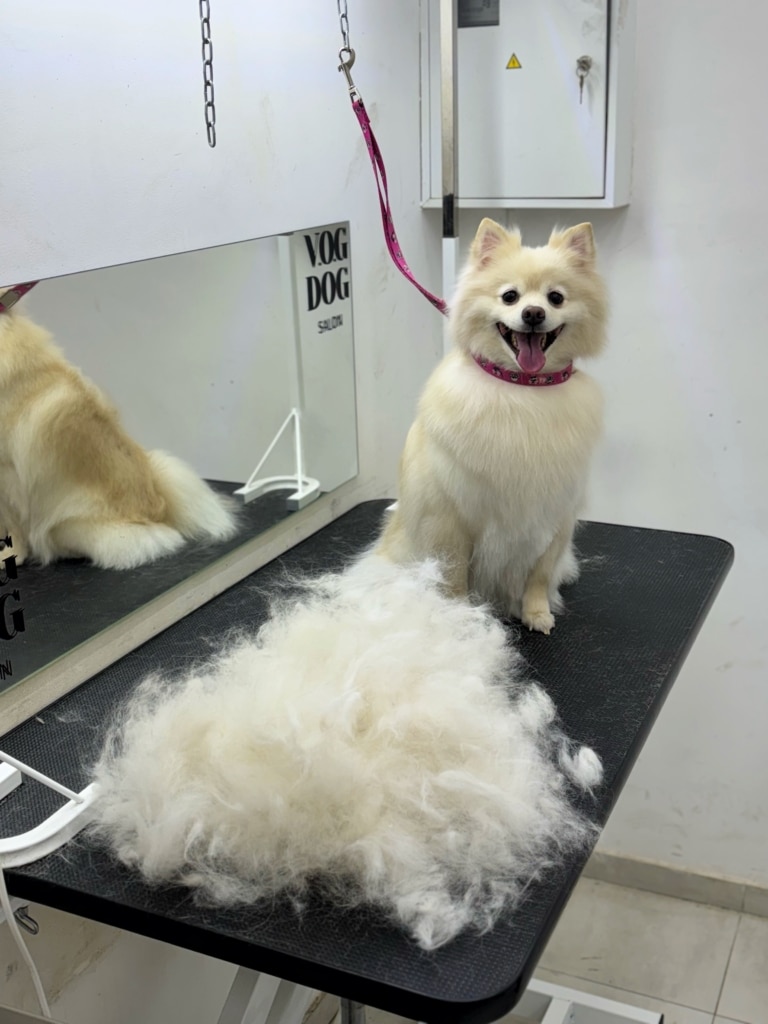 Кремовий шпіц визирає з купи вичесаного підшерстя, яке грумер склав на столі