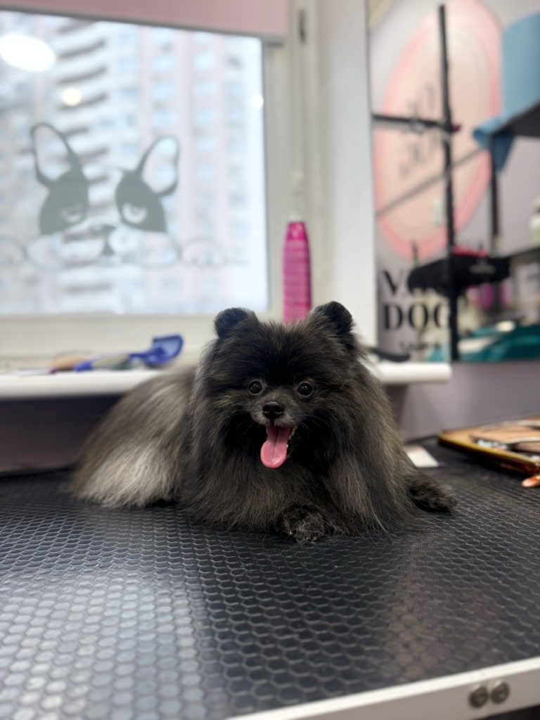 Чорний шпіц має сірувату шерсть на хвості, яку гарно видно на чорному столі