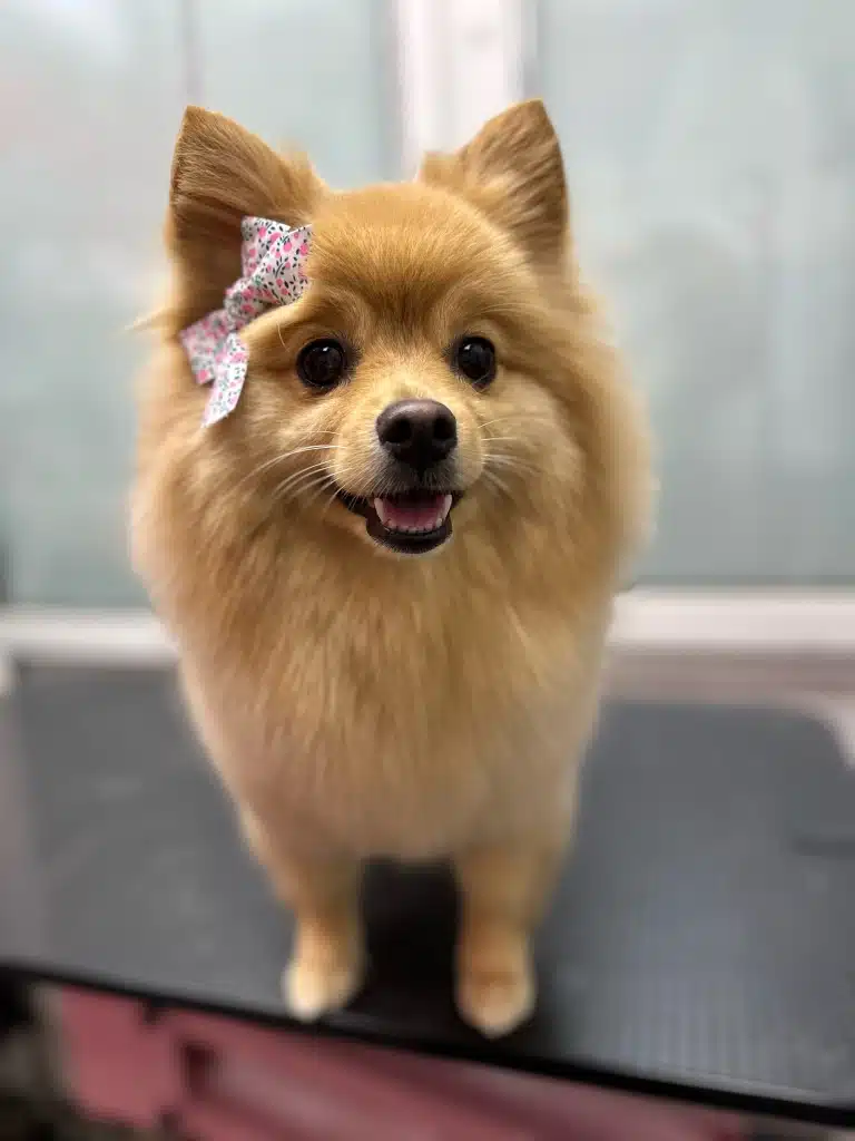 Рудому шпіцу з трикутними вушками причепили літній бантик для краси