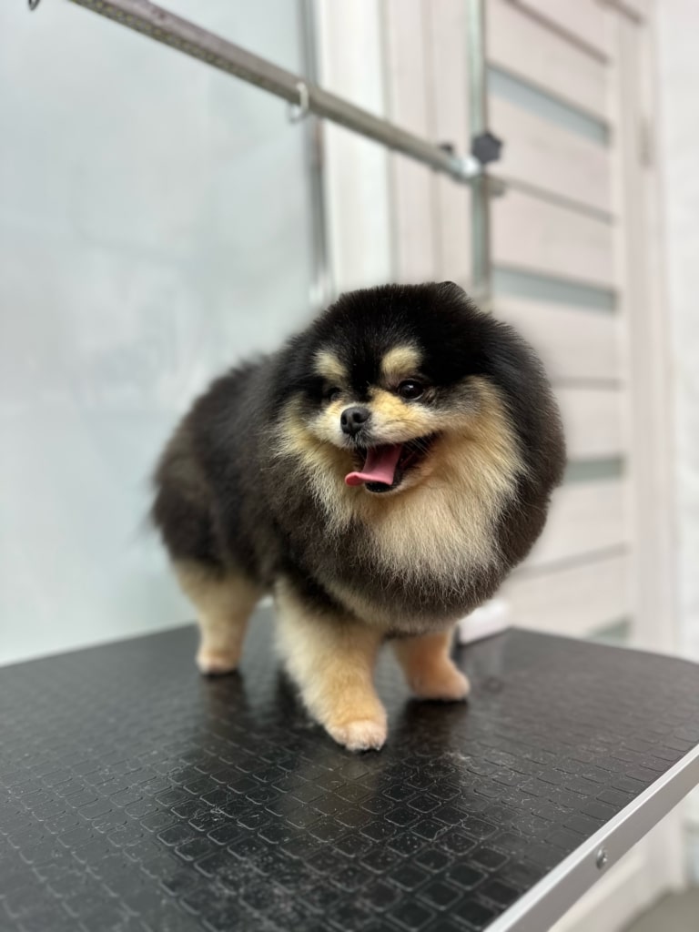 Чорний шпіц з короткою стрижкою має велику кількість підшерстя, яке створює плюшевий ефект