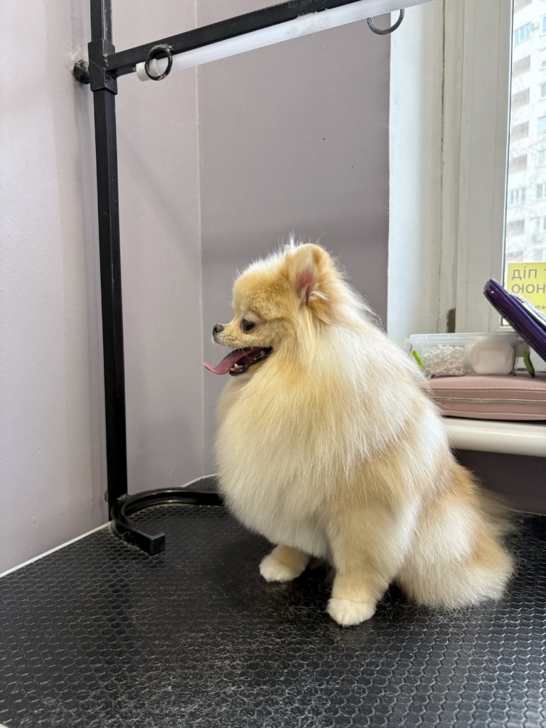 Рудий шпіц сидить боком та демонструє вигнутого язика