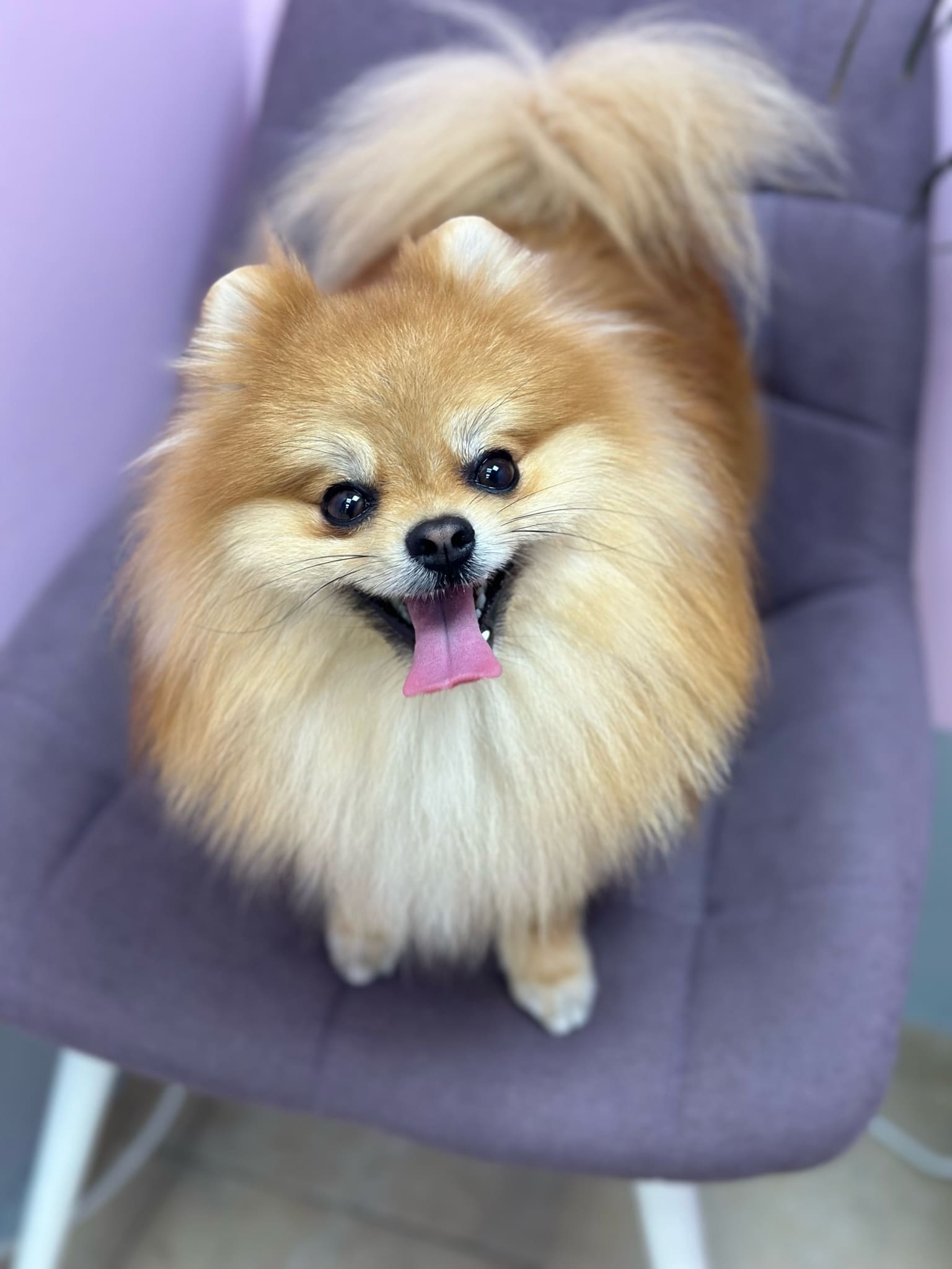 Рудий шпіц з пухнастим хвостом стоїть на м'якому фіолетовому стільці