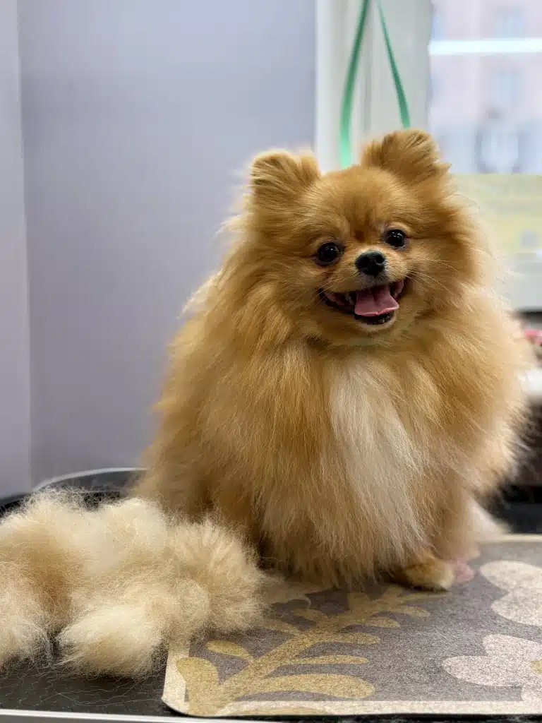 Поруч з рудим шпіцом грумер поклав невелику гірку вичесаного підшерстя