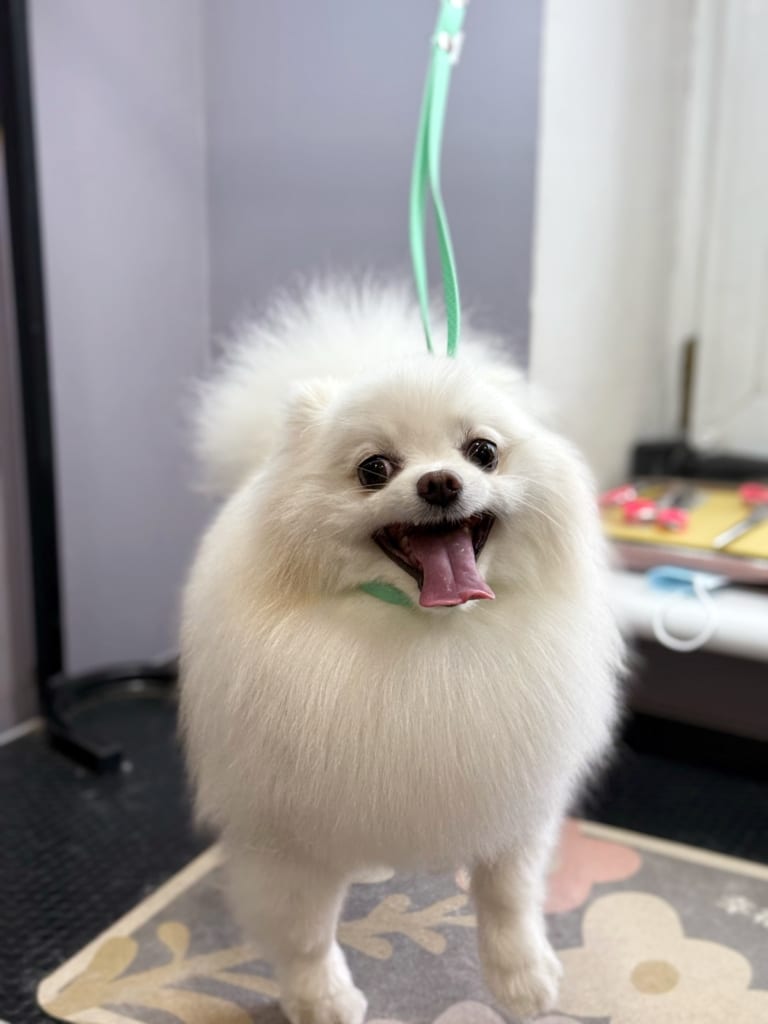 Білий шпіц на салатовій ринговці широко відкрив рота та висолопив язика