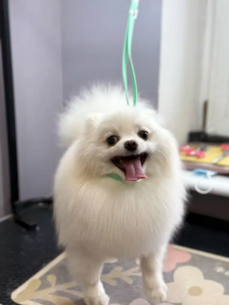 Білий шпіц на салатовій ринговці широко відкрив рота та висолопив язика