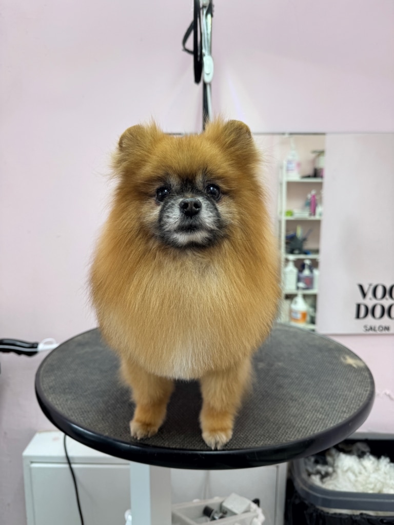 У рудого шпіца на морді чорні смуги шерсті, які плавно переходять у білий колір