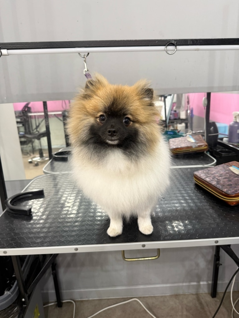 Шпіц з незвичним забарвленням має білий низ, рудий верх та чорну морду