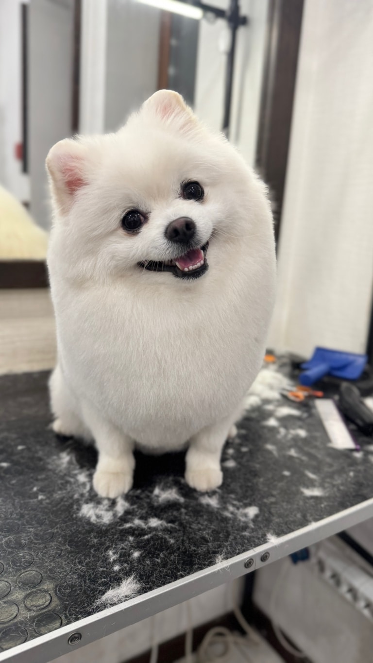 Під ногами білого шпіца зібрались шерстинки, які грумер перед цим зрізав