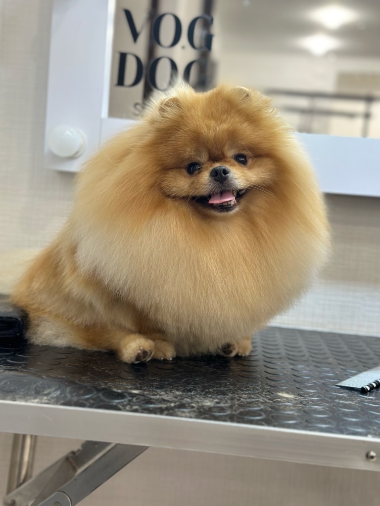 Рудий шпіц має надзвичайно об'ємну шерсть у комірцевій зоні