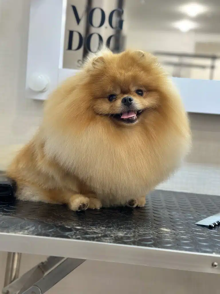 Рудий шпіц має надзвичайно об'ємну шерсть у комірцевій зоні