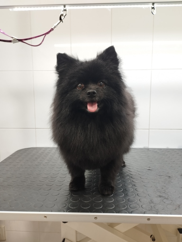 Шпіц з чорною шерстю має гострі вушка та коричневі очі