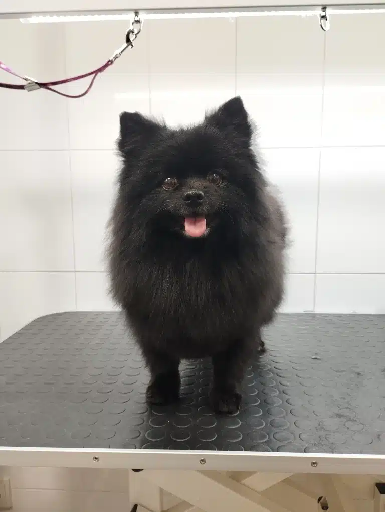 Шпіц з чорною шерстю має гострі вушка та коричневі очі