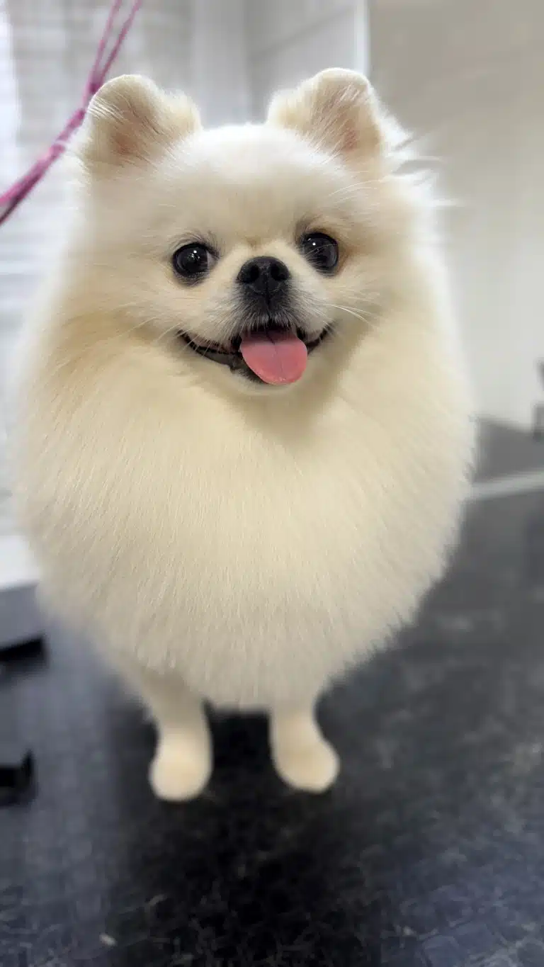 Білий шпіц має темну шерсть між носом та ротом для плавного переходу кольору