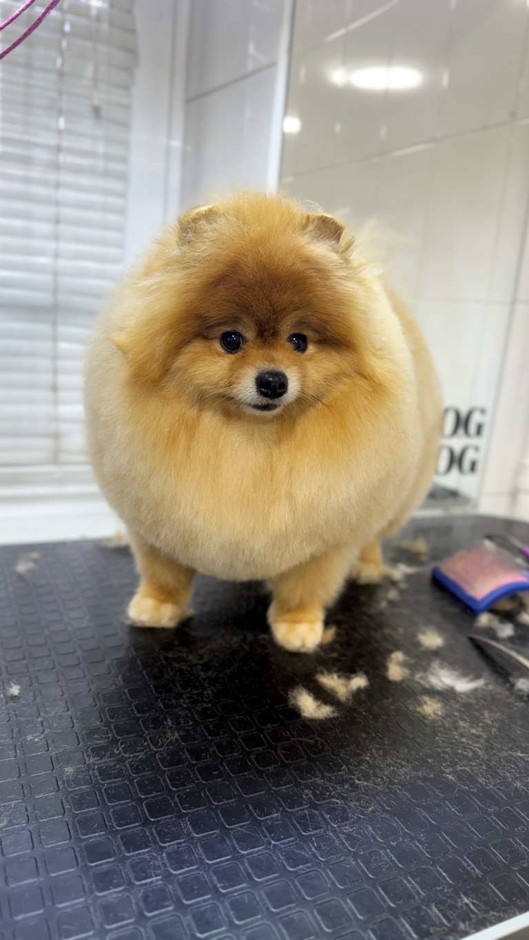 Шпіц має густу та об'ємну шерсть, що робить його максимально округлим