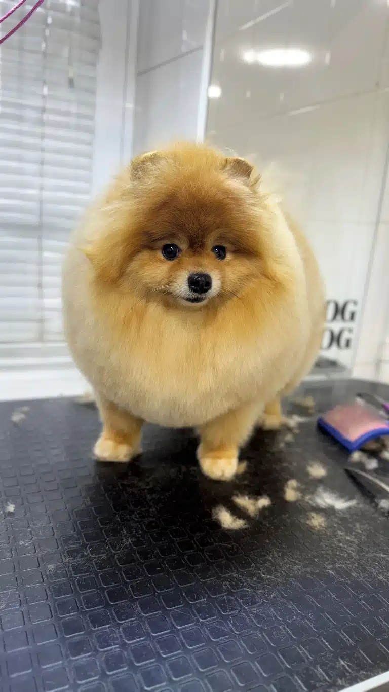 Шпіц має густу та об'ємну шерсть, що робить його максимально округлим