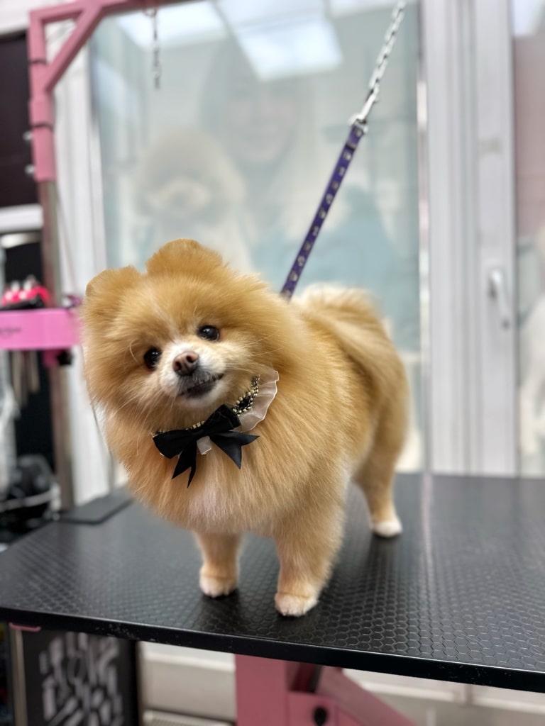 Рудий шпіц з прикрасою на шиї, яка складається з мережива, бусин та червоного банта