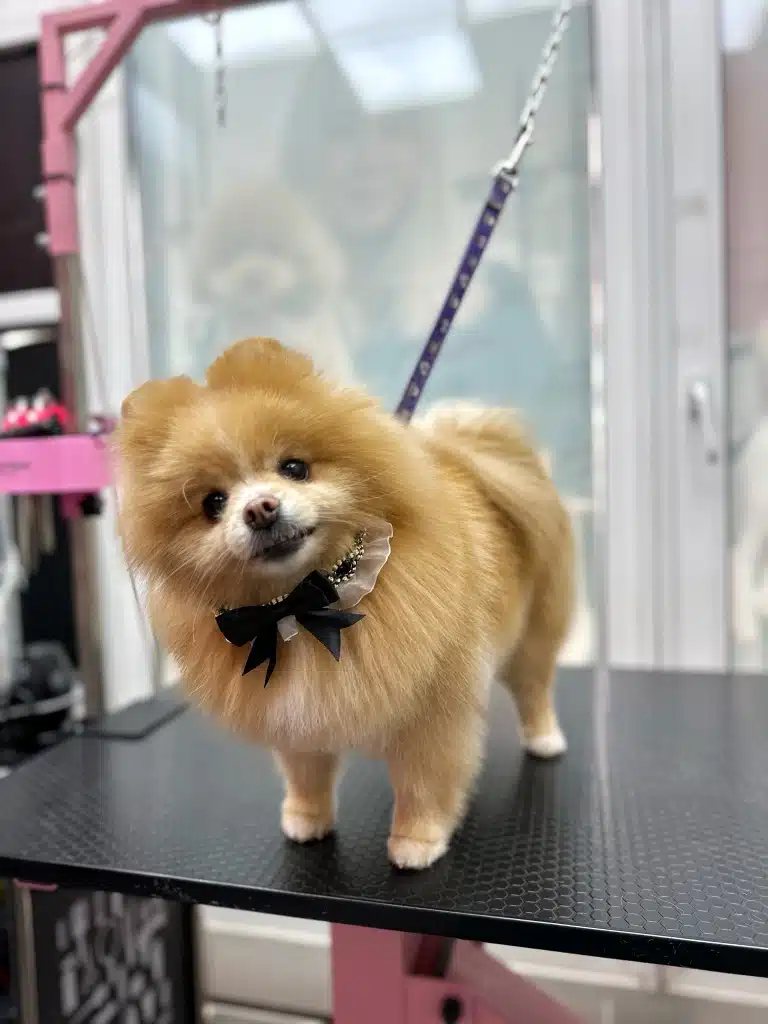 Рудий шпіц з прикрасою на шиї, яка складається з мережива, бусин та червоного банта