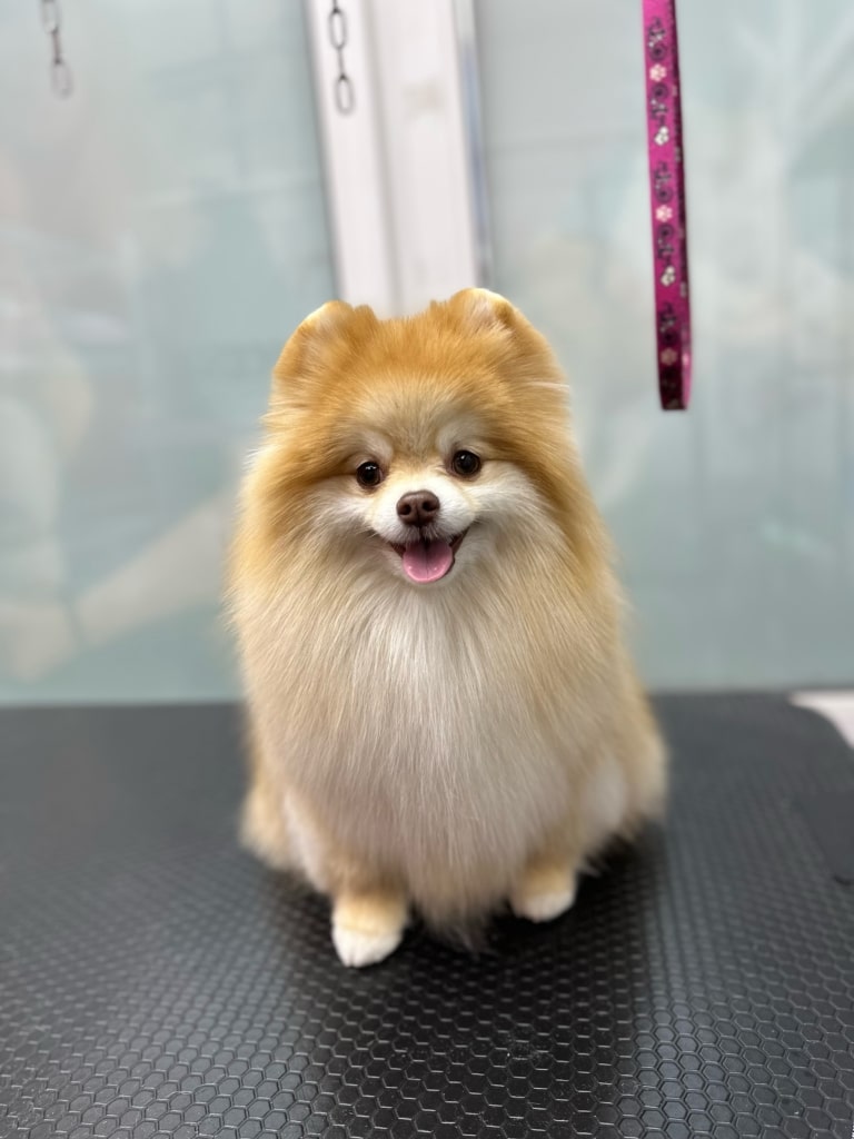 Шпіц з рудими вушками та білою грудкою спокійно сидить на столі без рожевої ринговки